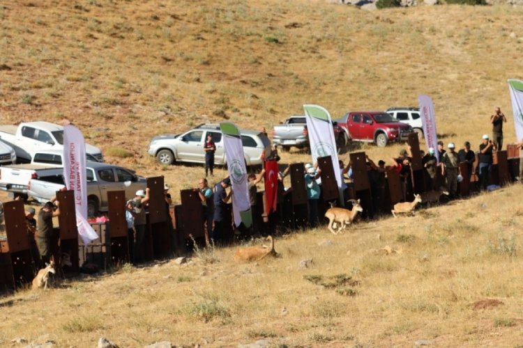 Kahramanmaraş'ta yaban koyunları doğaya salındı