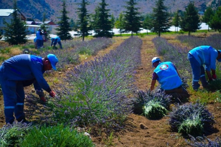 Isparta ve Burdur'da lavanta hasadı telaşı