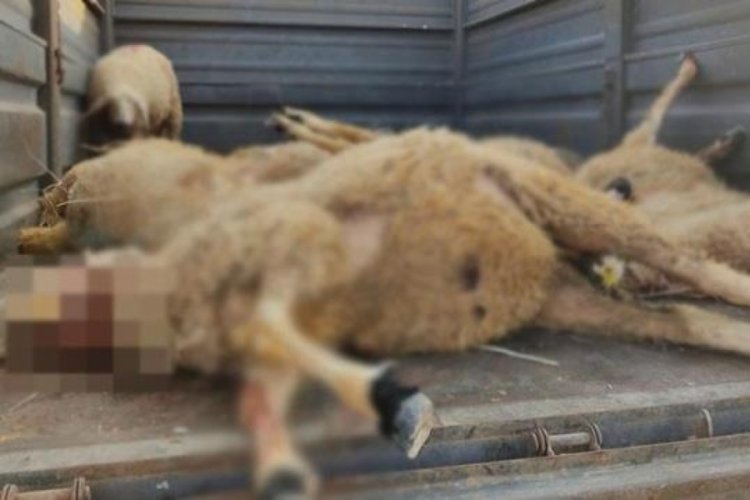 Ahılda korkun&ccedil; g&ouml;r&uuml;nt&uuml;! Bozayı onlarca koyunu yok etti