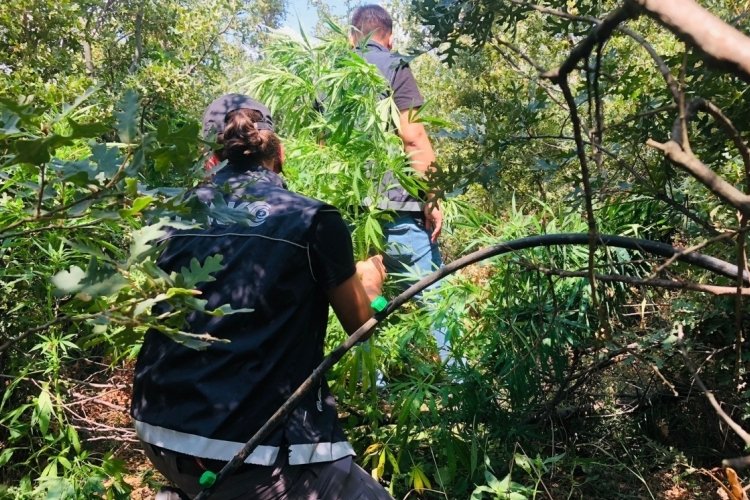 İzmir'de bah&ccedil;edeki kenevirler polisin dikkatinden ka&ccedil;madı