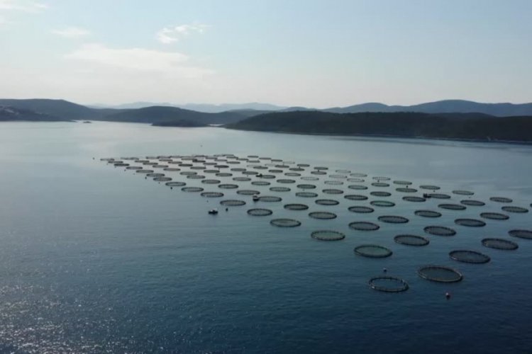Muğla'dan d&uuml;nyanın pek &ccedil;ok yerine balık ihracatı