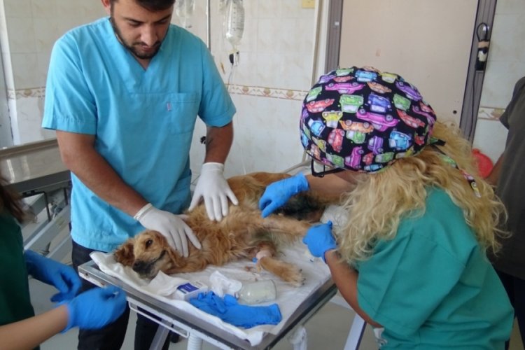 Bursa'da terk edilen k&ouml;peğin kanser tedavisi devam ediyor