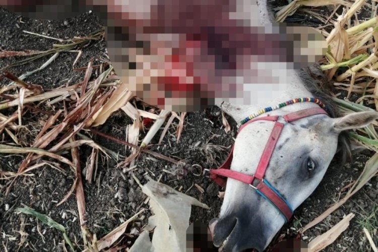 Manisa'da Kırkağa&ccedil;'ta fayton atları &ouml;ld&uuml;r&uuml;ld&uuml;