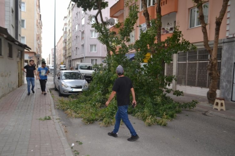 Tekirdağ'da &ccedil;eyrek asırlık ağa&ccedil; r&uuml;zgara dayanamadı