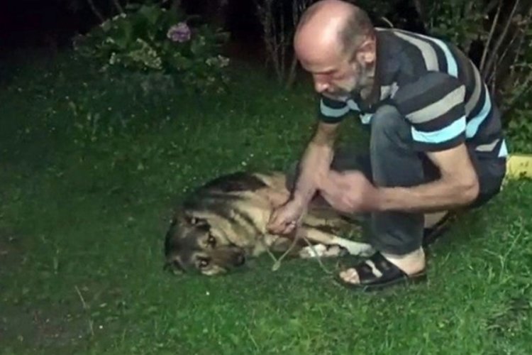 D&uuml;zce'de &ccedil;ocukların g&ouml;z&uuml; &ouml;n&uuml;nde k&ouml;peği vurdu