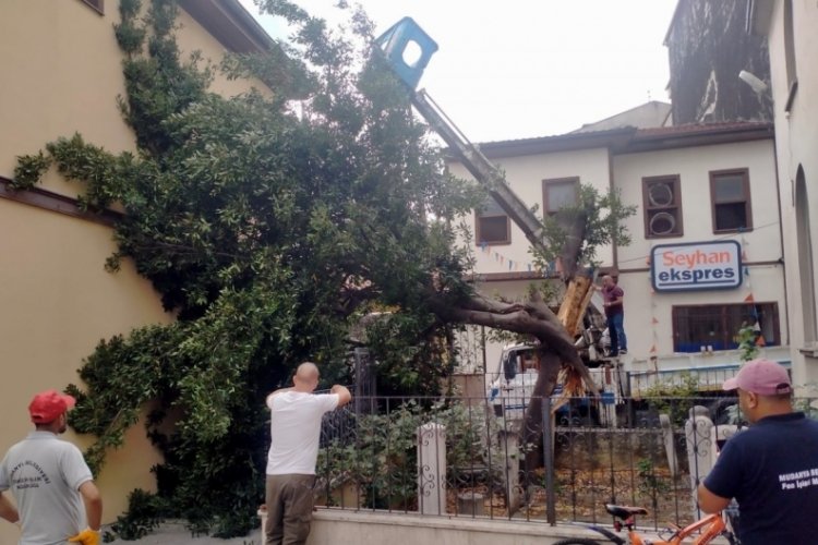 Bursa Mudanya'da d&uuml;şen yıldırım t&uuml;rbe i&ccedil;indeki ağacı ikiye b&ouml;ld&uuml;