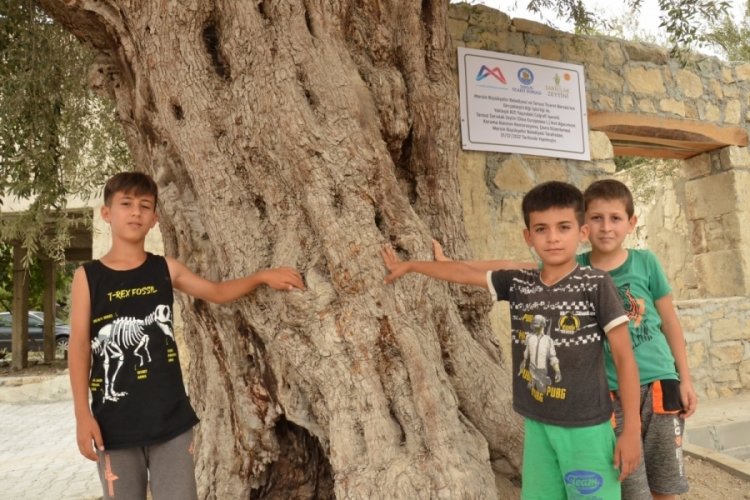 820 yıllık anıt ağa&ccedil; Mersin'de koruma altına alındı