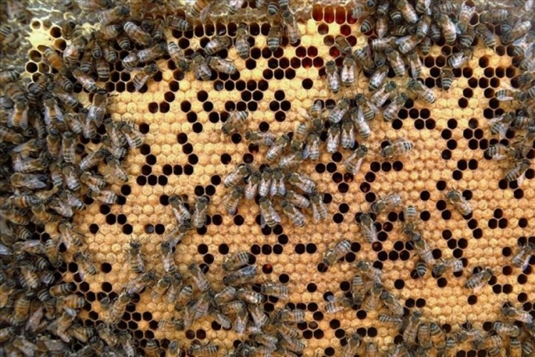 &Ccedil;orum'da arıcıların son yıllarda yaygınlaşan '&ccedil;&ouml;rek otu balı' yeni gelir kaynağı oldu