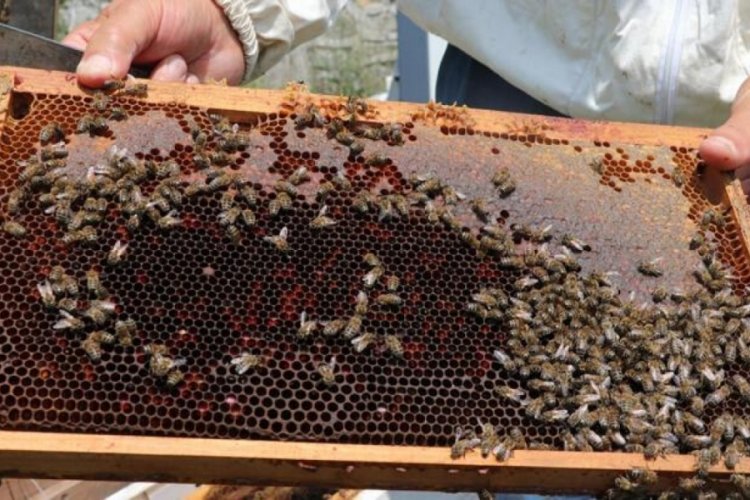 Bal &uuml;retimi Zonguldak'ta 300 tondan 30 tona d&uuml;şt&uuml;