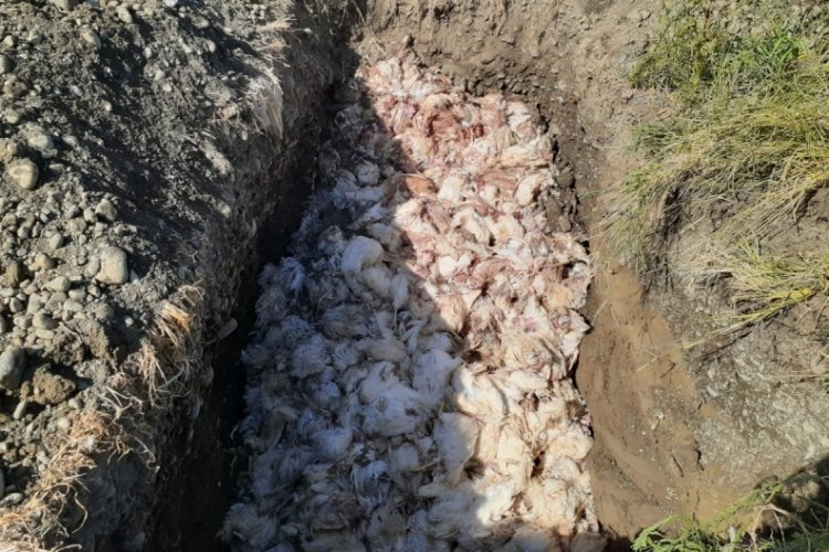 Hatay'da &ccedil;iftlikteki 2 bin 450 tavuk telef oldu