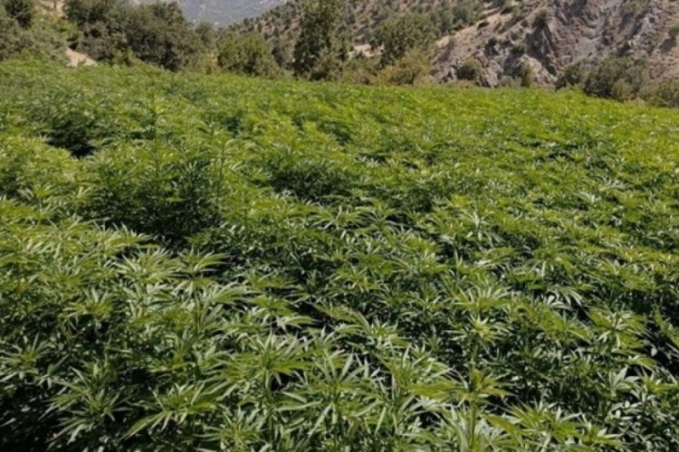 Eren Abluka-34 operasyonunda 16 milyon k&ouml;k kenevir ele ge&ccedil;irildi