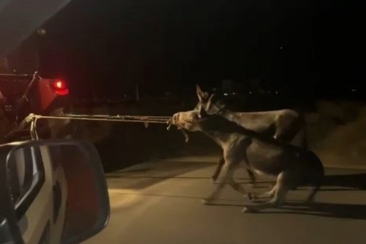 Elazığ'da eşekleri trakt&ouml;r&uuml;n arkasına bağlayıp s&uuml;r&uuml;kleyen o s&uuml;r&uuml;c&uuml;ye ceza kesildi