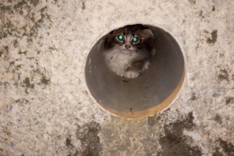 Zonguldak'ta atık su borusuna yavru kedi sıkıştı