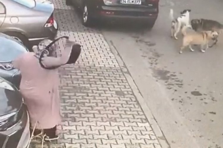 İstanbul'da kalabalık k&ouml;pek grubu yaşlı kadına saldırdı
