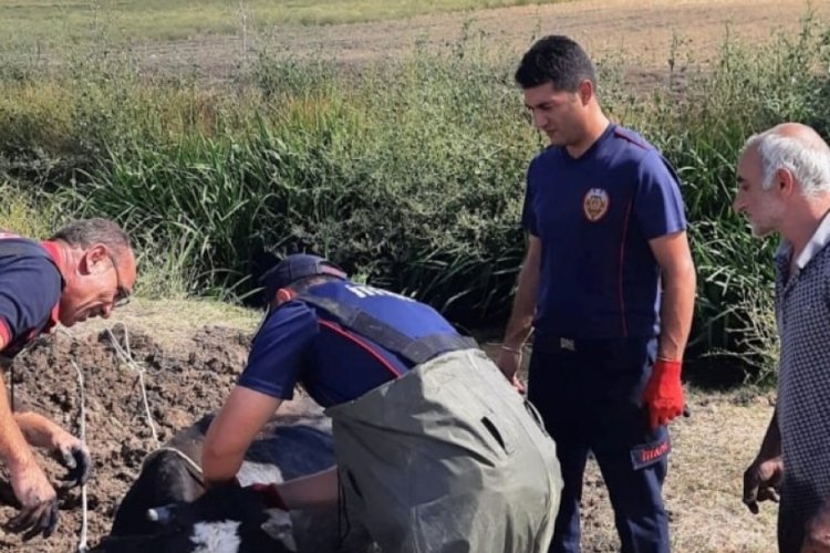 Derede mahsur kalan ineği itfaiye kurtardı