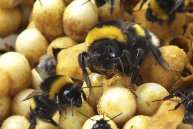 Antalya'dan 15 &uuml;lkeye 'tarım iş&ccedil;isi bombus arısı' ihracatı