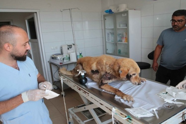 K&ouml;peğe yaptığı işkencenin bedeli 2 bin lira para cezası oldu