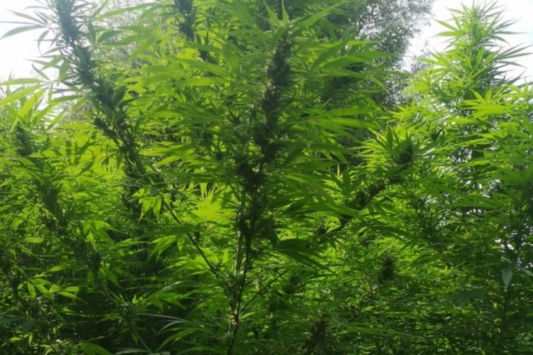 Ormanda kenevir ekerken su&ccedil;&uuml;st&uuml; yakalandı
