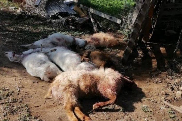 Ağrı'da sokak k&ouml;pekleri 3 ke&ccedil;iyi par&ccedil;aladılar