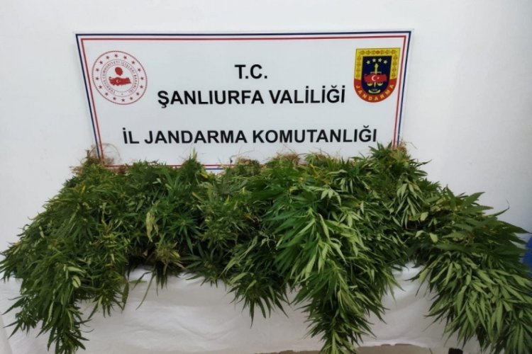Şanlıurfa Suru&ccedil;'ta 47 k&ouml;k kenevir bitkisi ele ge&ccedil;irildi