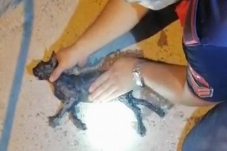Kilis'te su kuyusuna d&uuml;şen kedi kalp masajıyla kurtarıldı