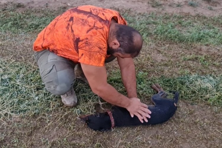 Denizli'de nefessiz kalan k&ouml;peği kalp masajıyla hayata d&ouml;nd&uuml;rd&uuml;