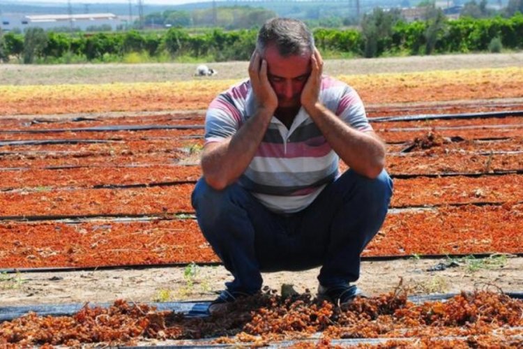 Manisa'da sağanak yağmur &uuml;z&uuml;m bağlarını vurdu