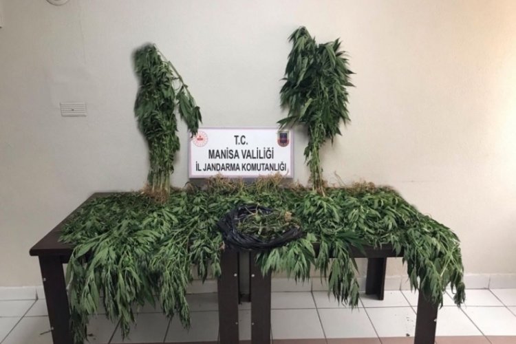 Manisa'da 521 k&ouml;k kenevir ele ge&ccedil;irildi