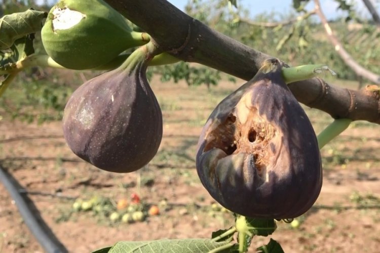 Bursa'da sağanak yağışla birlikte gelen dolu, &ccedil;ift&ccedil;iyi vurdu