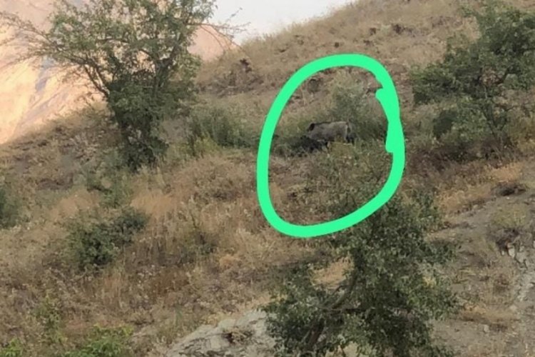 Hakkari'de yabani domuzlar bağ ve bah&ccedil;elere zarar verdi