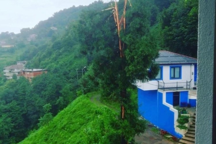 Rize'de yıldırım dehşeti: Ağa&ccedil; ikiye b&ouml;l&uuml;nd&uuml;