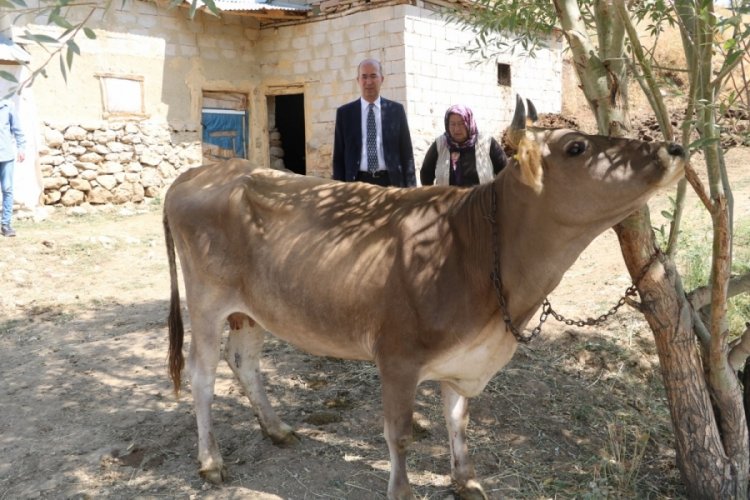 Hakkari'de tek ge&ccedil;im kaynağı ineği &ouml;len kadına b&uuml;y&uuml;k s&uuml;rpriz