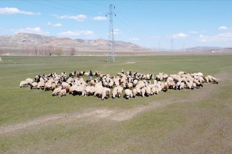 S&ouml;zleşmeli besicilikte destekleme &ouml;demeleri ve şartları belli oldu