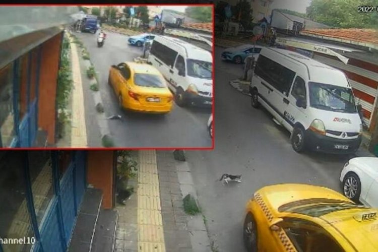 İstanbul Sarıyer'de taksi şof&ouml;r&uuml; yavru kediyi ezip ka&ccedil;tı