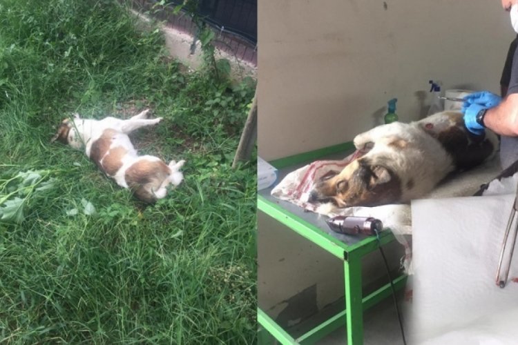 Bursa Orhangazi'de bir k&ouml;pek t&uuml;fek ile vurularak &ouml;ld&uuml;r&uuml;ld&uuml;!