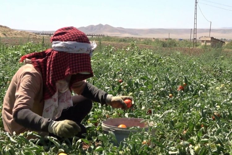 Kırıkkaleli &uuml;reticiler: İyi ki m&uuml;lteciler var