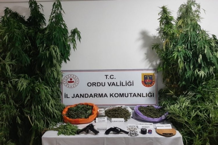 Ordu'da uyuşturucu operasyonu