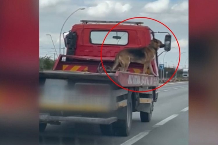 Kurt k&ouml;peğinin kamyonet kasasındaki tehlikeli yolculuğu kameralara yansıdı