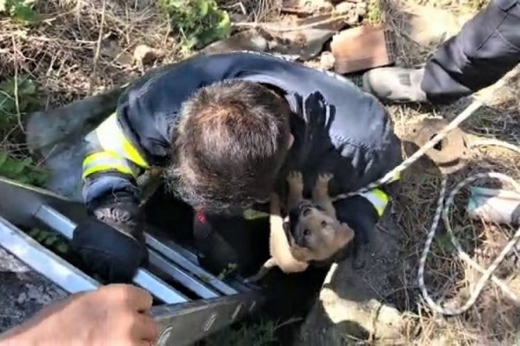 Kuyuya d&uuml;şen yavru k&ouml;pek b&ouml;yle kurtarıldı