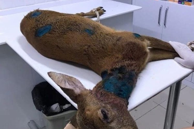 K&ouml;peklerin saldırdığı karacayı vatandaş kurtardı