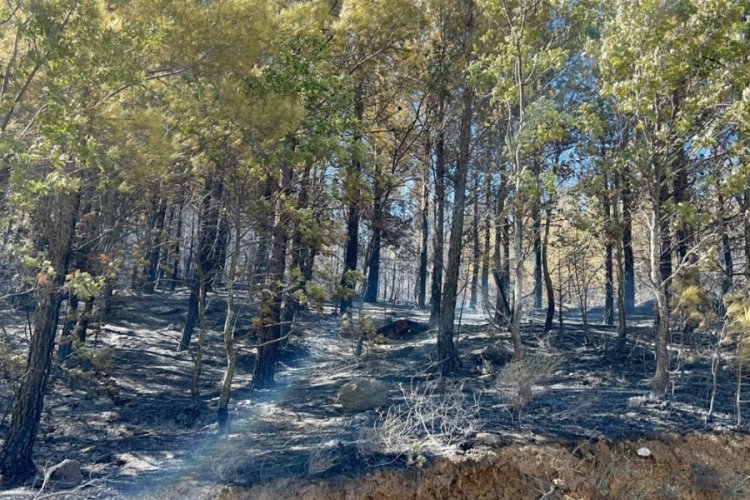 Antalya'da orman yangını kontrol altına alındı