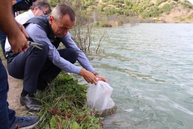 Karab&uuml;k'te 20 bin yavru sazan balık g&ouml;le bırakıldı