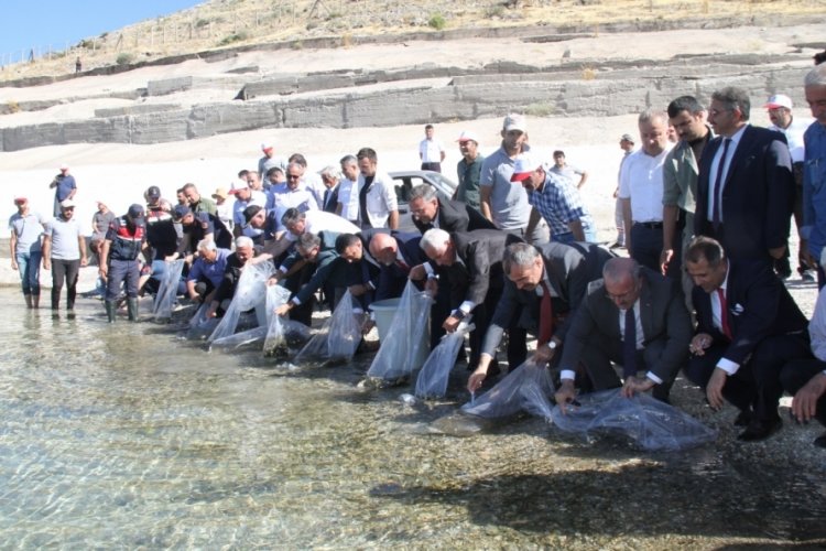 19 ilde 19 milyon yavru sazan sulara bırakıldı