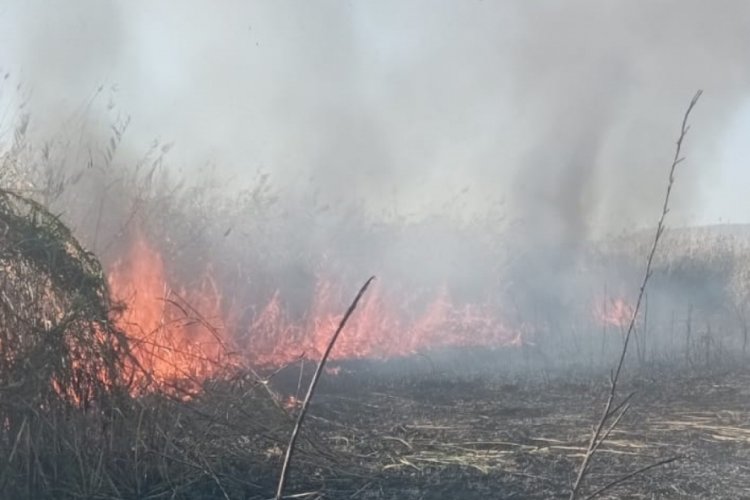 Bursa'da sazlık alanda yangın