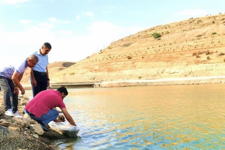 Malatya'daki g&ouml;letlere 2 milyon yavru balık