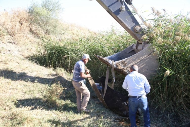 Dere yatağında mahsur kalan inek kurtarıldı