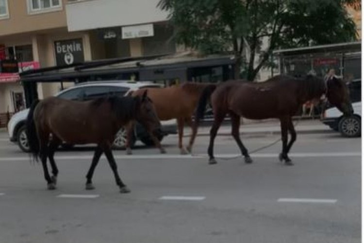Bursa'da atlar trafikte zor anlar yaşattı
