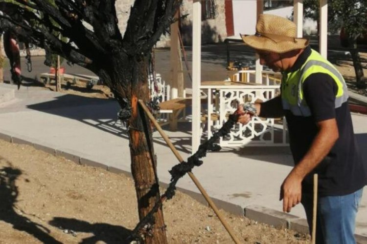 Cemevinin dilek ağacını yakan 2 kişiye g&ouml;zaltı