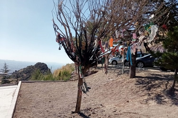 Cemevi bah&ccedil;esindeki dilek ağacı yakıldı