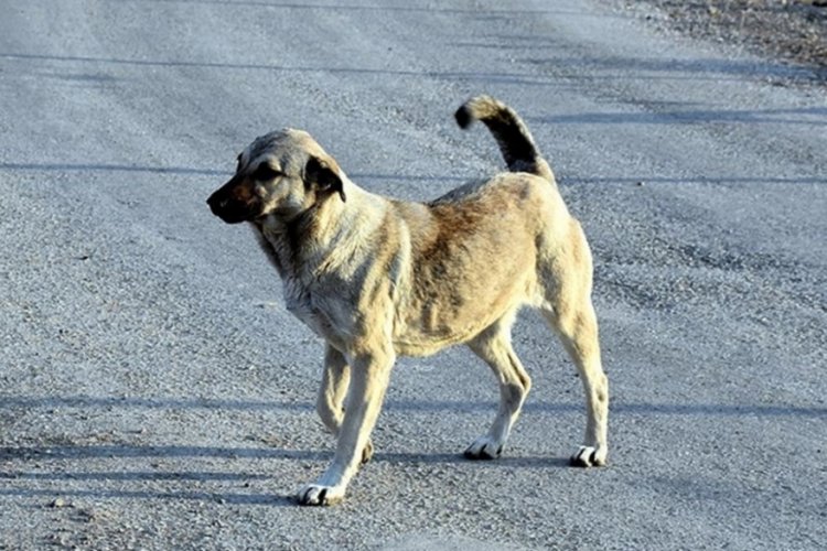 Artan k&ouml;pek zehirlenmelerinin ardından Aydın Valiliğinden a&ccedil;ıklama